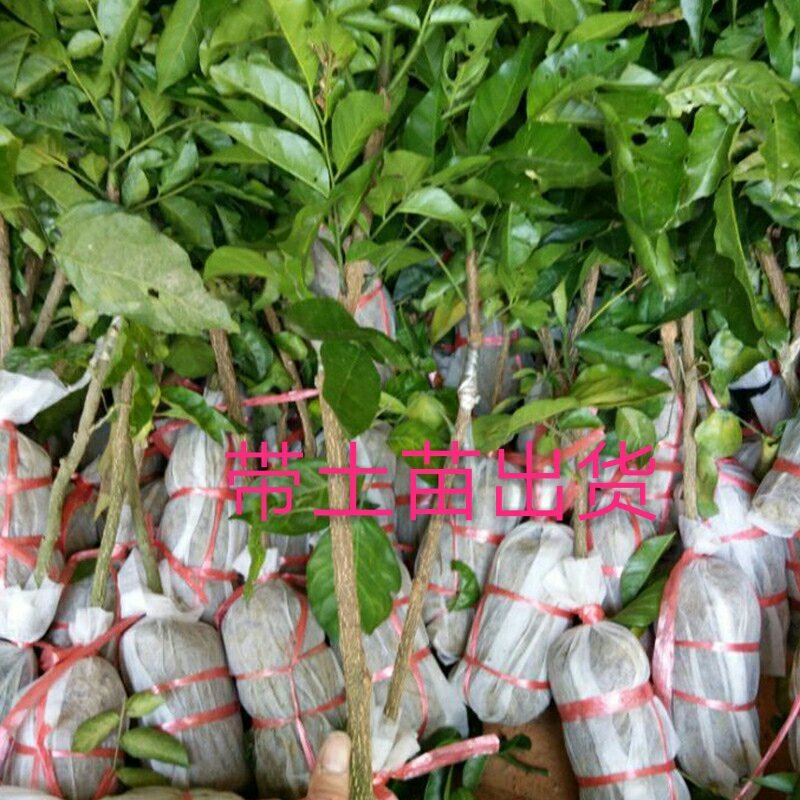 黑黄皮果苗30~50cmcm