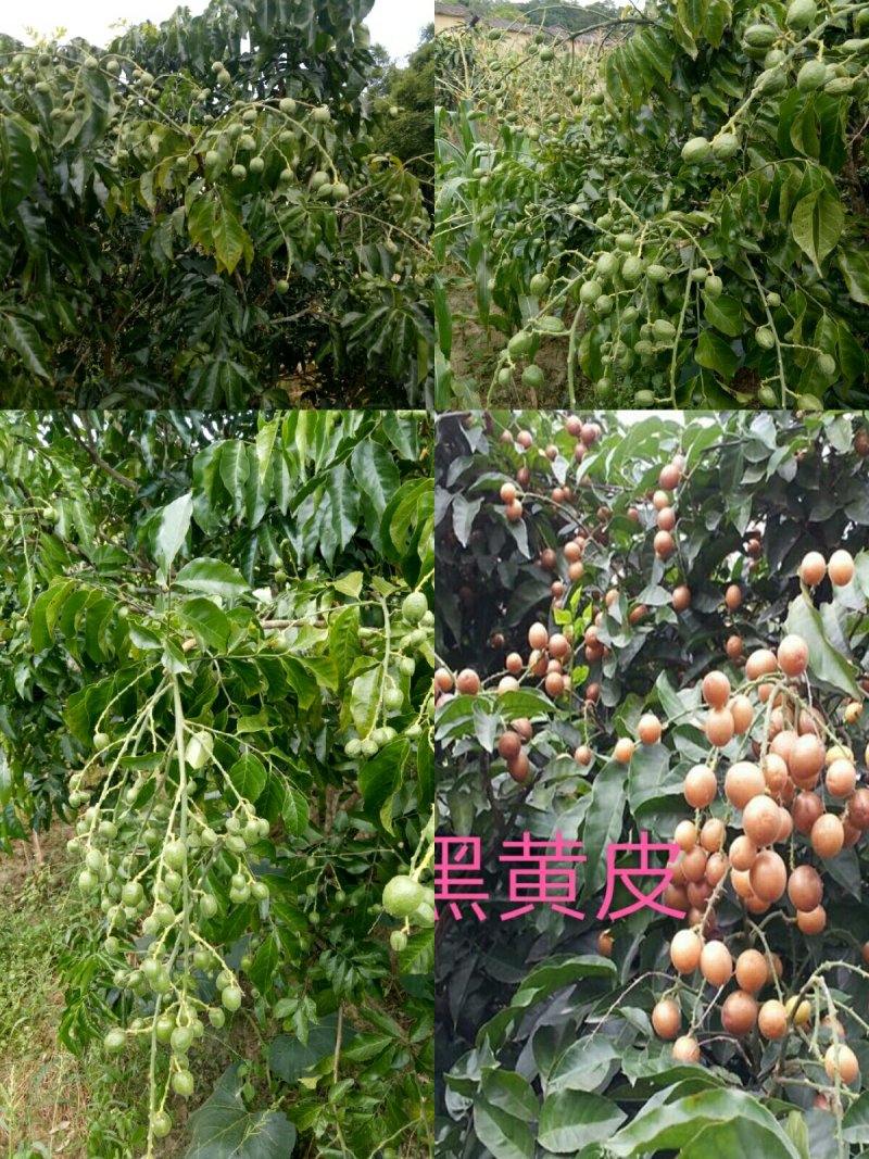黑黄皮果苗30~50cmcm