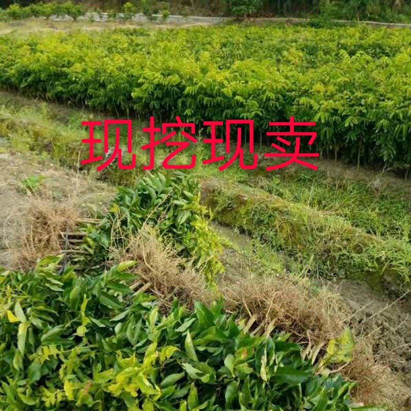黑黄皮果苗30~50cmcm