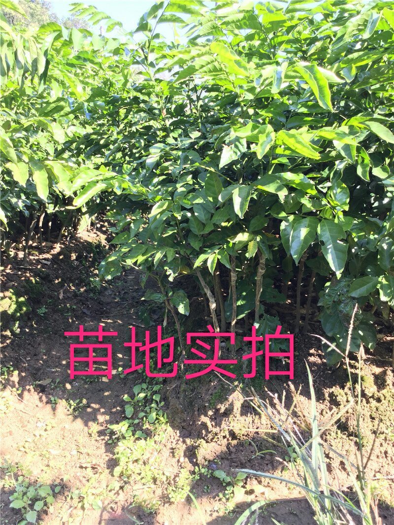 黑黄皮果苗30~50cmcm