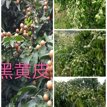黑黄皮果苗30~50cmcm