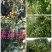 黑黄皮果苗30~50cmcm