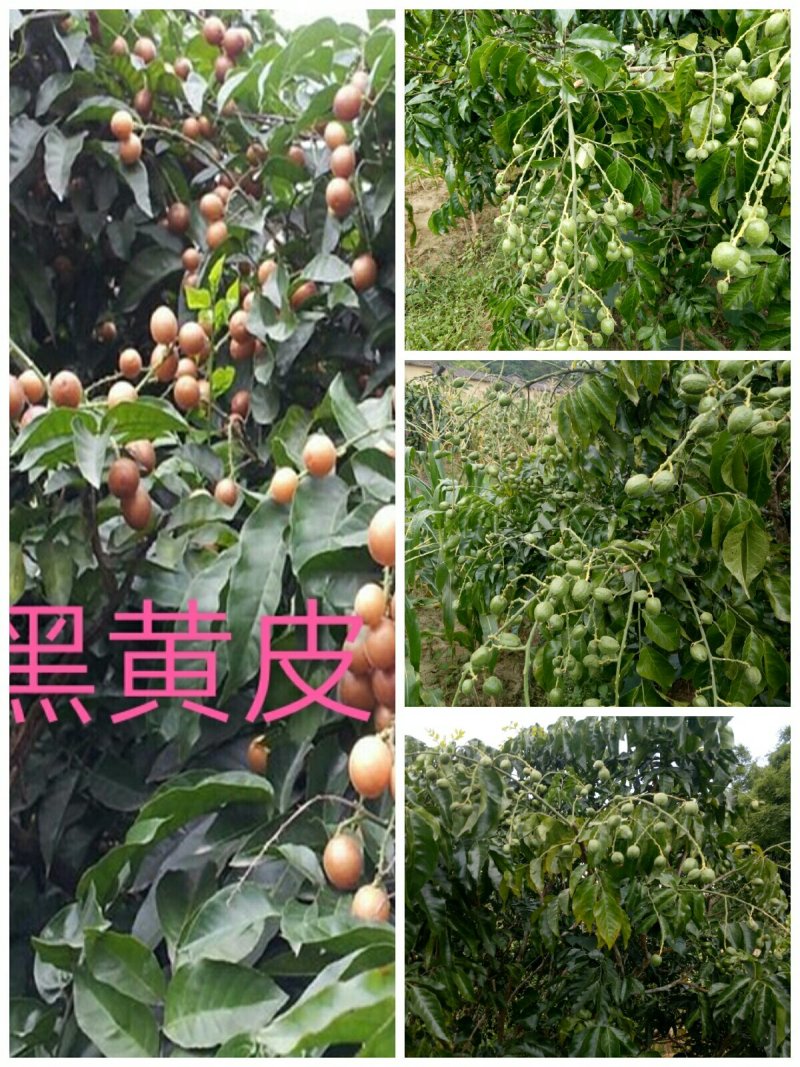 黑黄皮果苗30~50cmcm