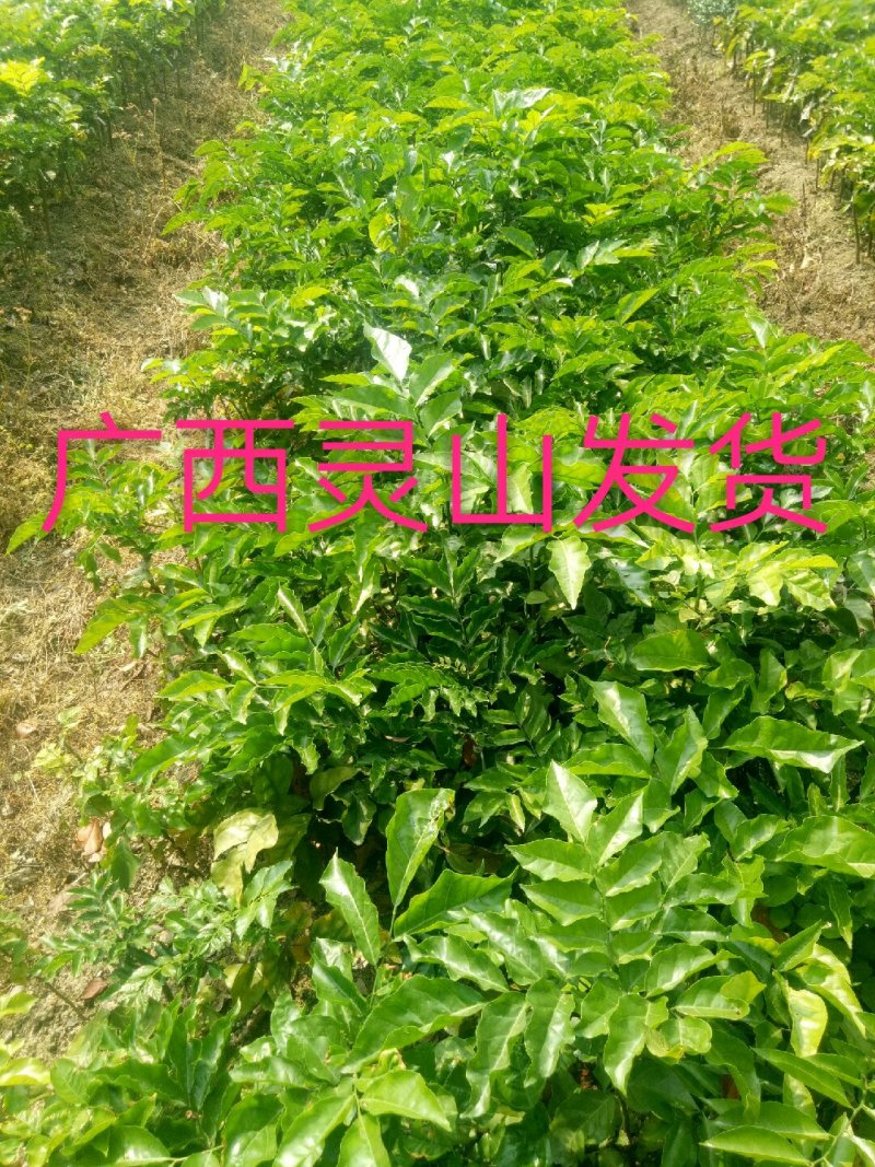 黑黄皮果苗30~50cmcm
