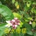 香水柠檬苗50~80cm
