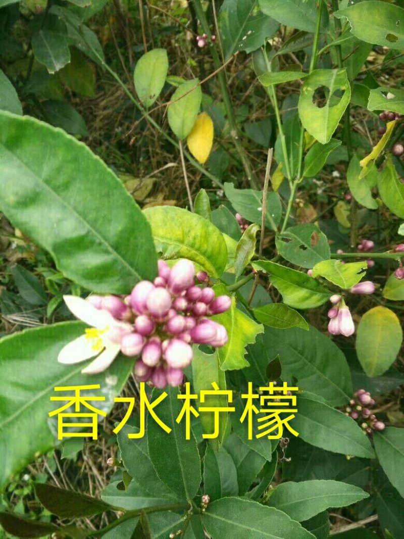 香水柠檬苗50~80cm