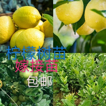 香水柠檬苗50~80cm