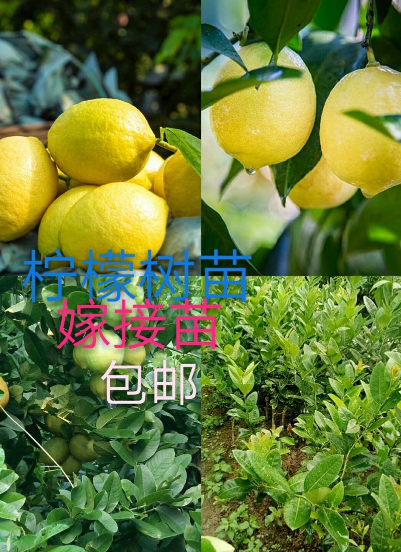 香水柠檬苗50~80cm