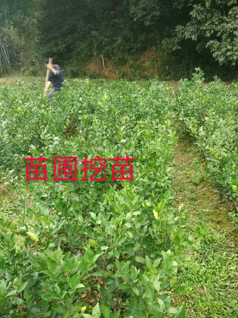 香水柠檬苗50~80cm