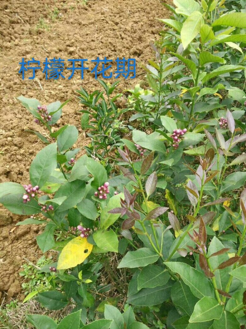 香水柠檬苗50~80cm