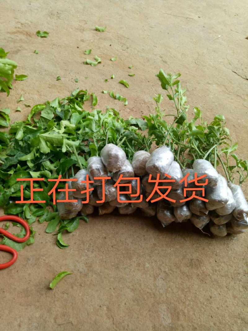 黄金百香果苗20~30cm