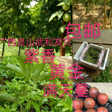 黄金百香果苗20~30cm