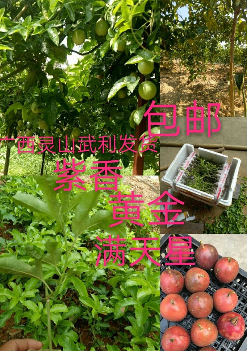 黄金百香果苗20~30cm