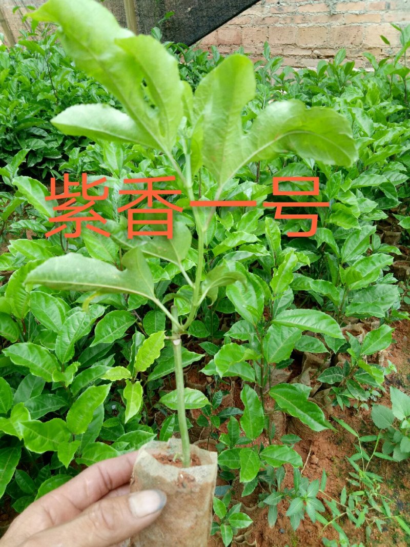 黄金百香果苗20~30cm