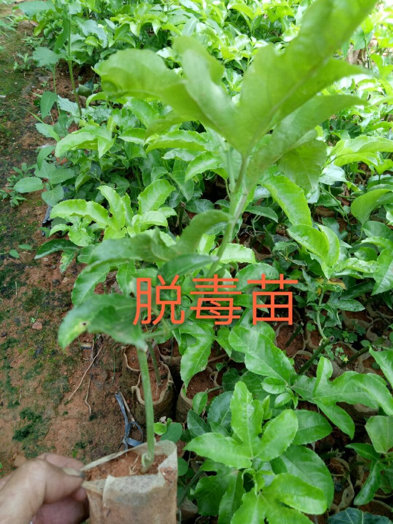 黄金百香果苗20~30cm