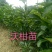 沃柑苗50~80cm