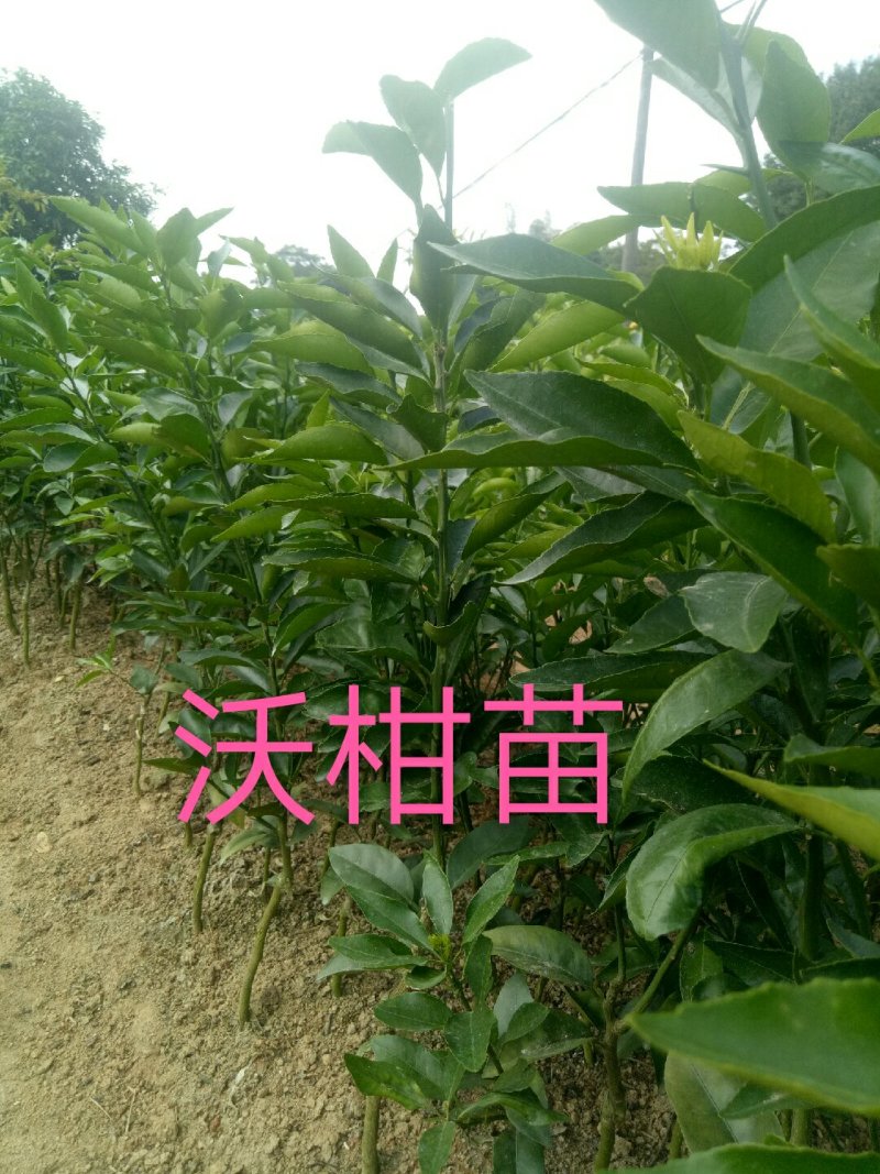 沃柑苗50~80cm