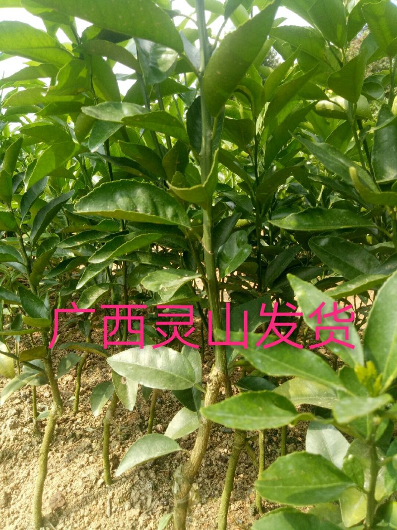 沃柑苗50~80cm