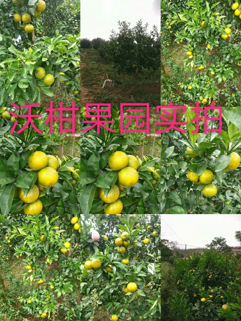 沃柑苗50~80cm