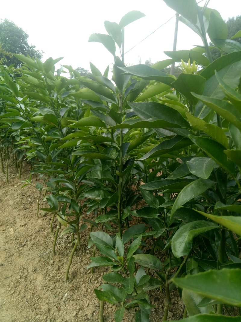 沃柑苗50~80cm