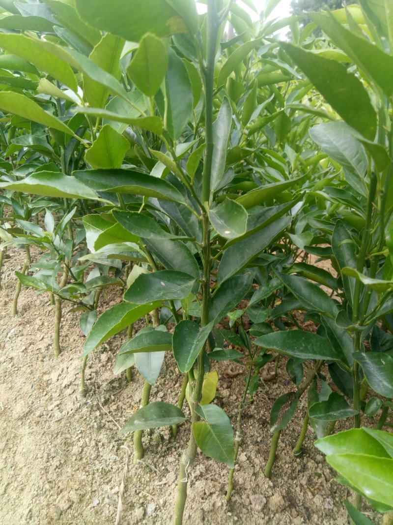 沃柑苗50~80cm