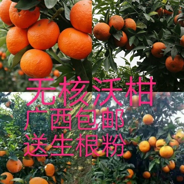沃柑苗50~80cm