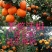沃柑苗50~80cm