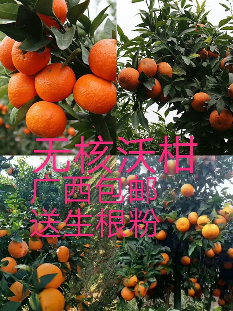 沃柑苗50~80cm