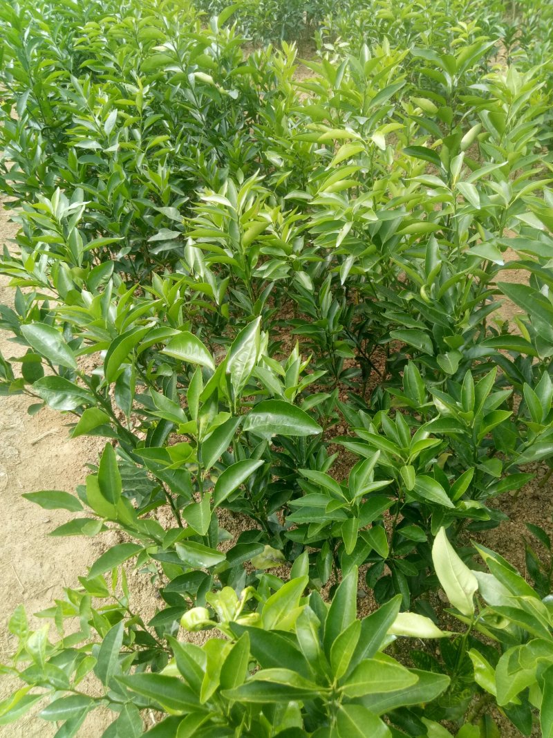 沃柑苗50~80cm