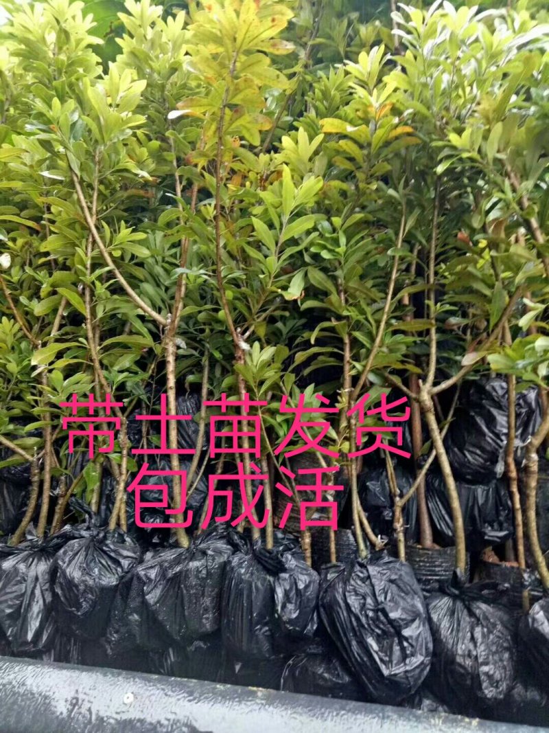 杨梅苗50~80cm