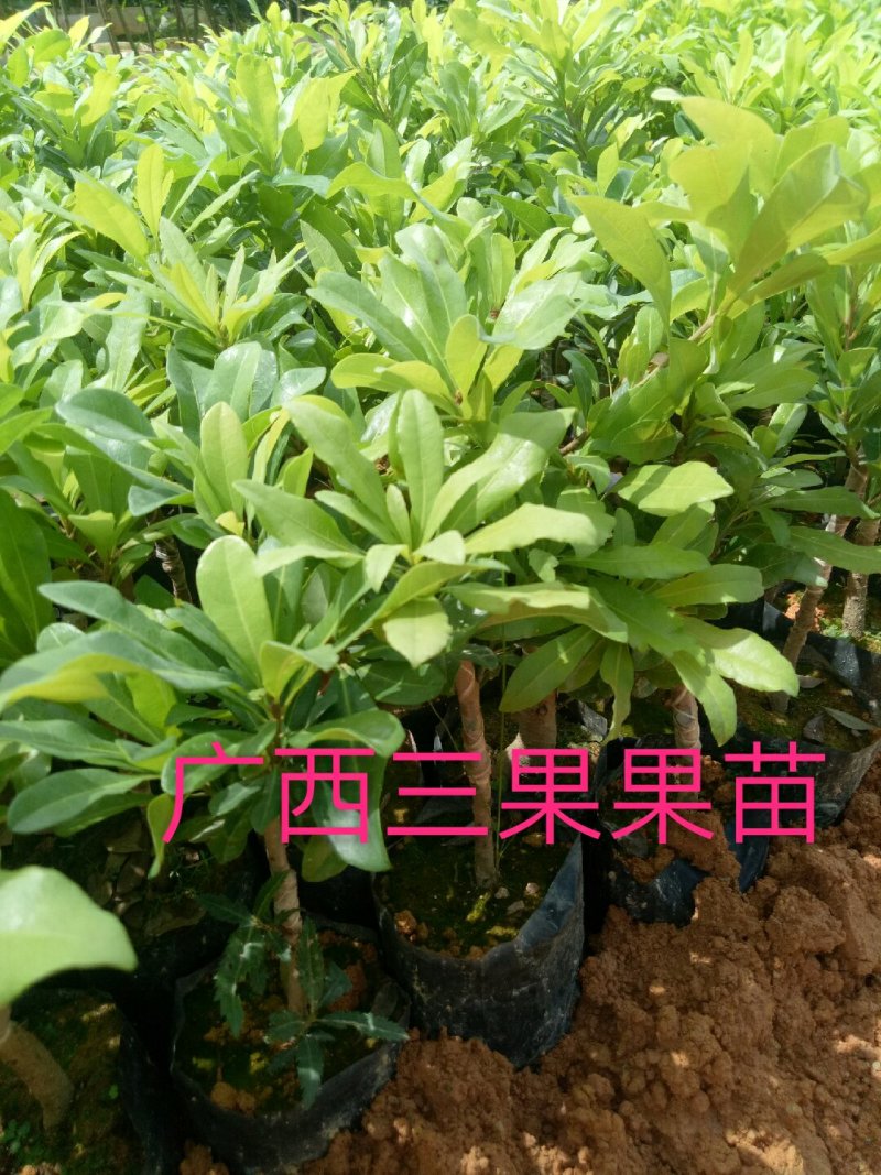 杨梅苗50~80cm