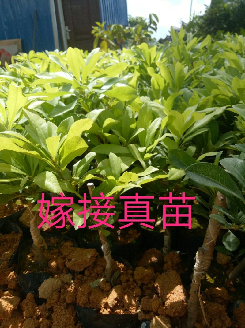 杨梅苗50~80cm