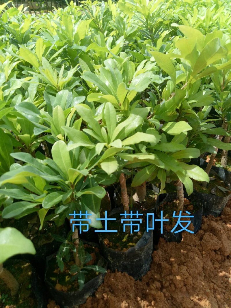 杨梅苗50~80cm