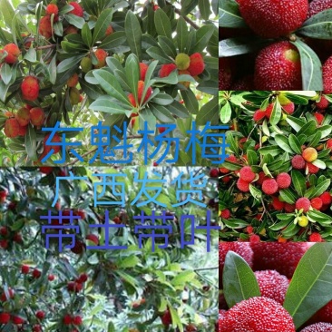 杨梅苗50~80cm