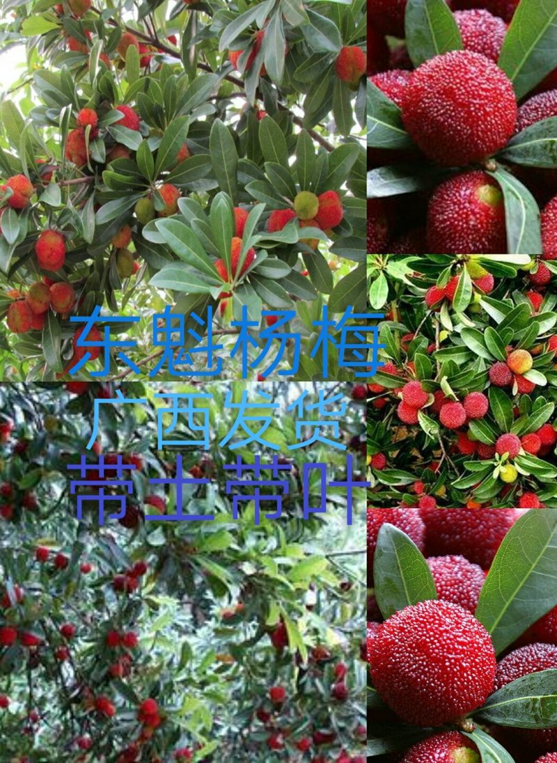 杨梅苗50~80cm