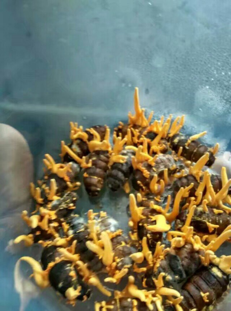 北虫草，蛹虫草，菌种，鲜品干品