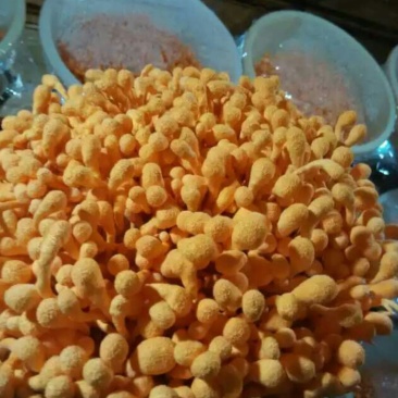 北虫草，蛹虫草，菌种，鲜品干品