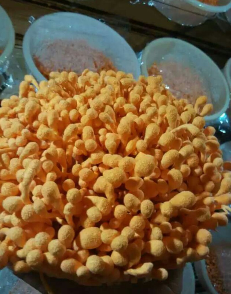 北虫草，蛹虫草，菌种，鲜品干品