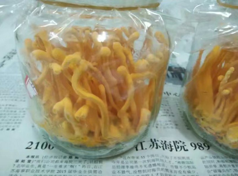 北虫草，蛹虫草，菌种，鲜品干品