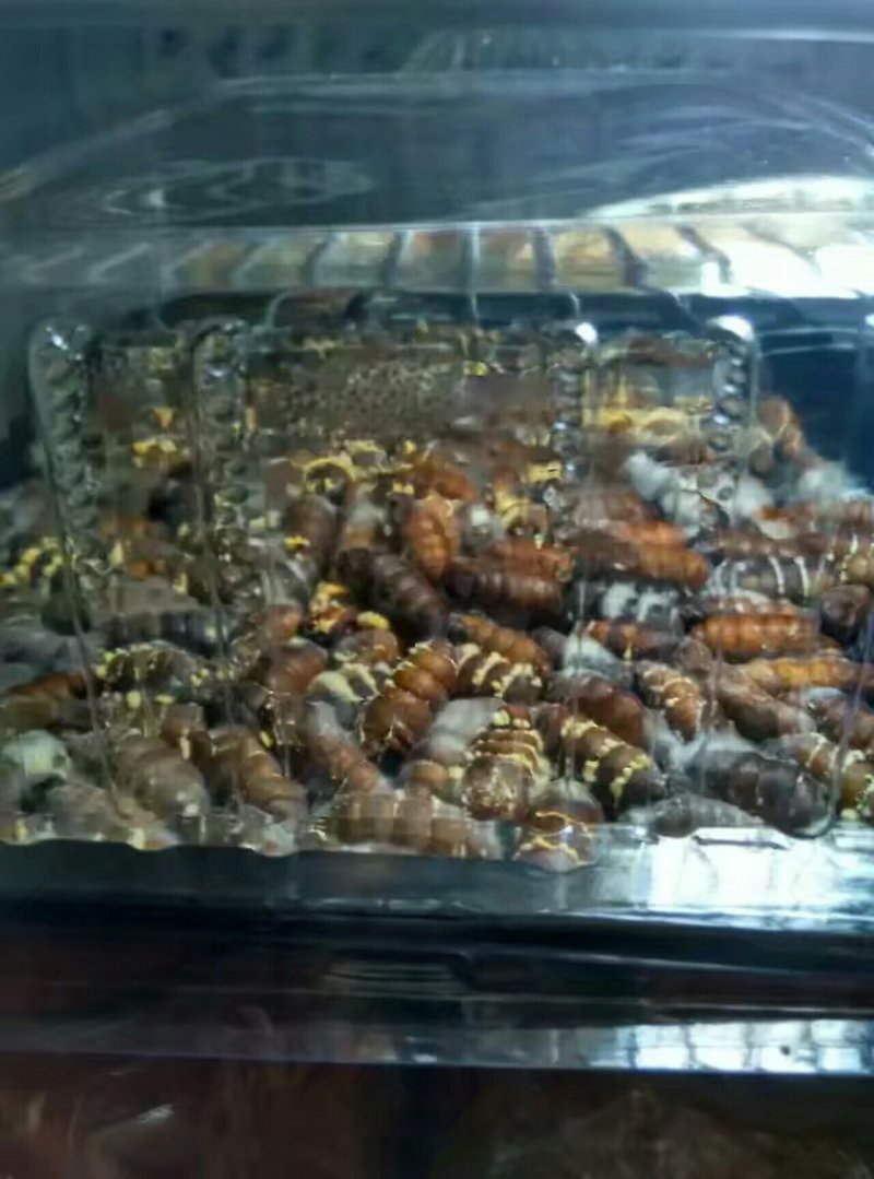 北虫草，蛹虫草，菌种，鲜品干品