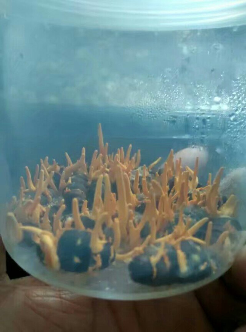 北虫草，蛹虫草，菌种，鲜品干品