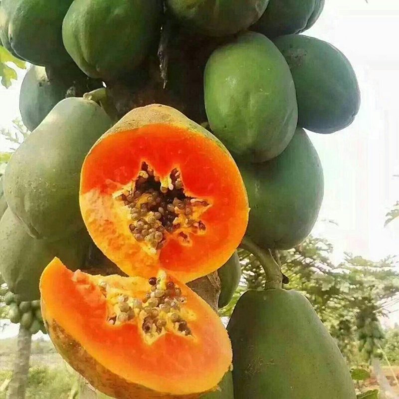 红肉水果木瓜树苗30~50cm