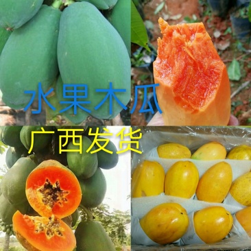 红肉水果木瓜树苗30~50cm