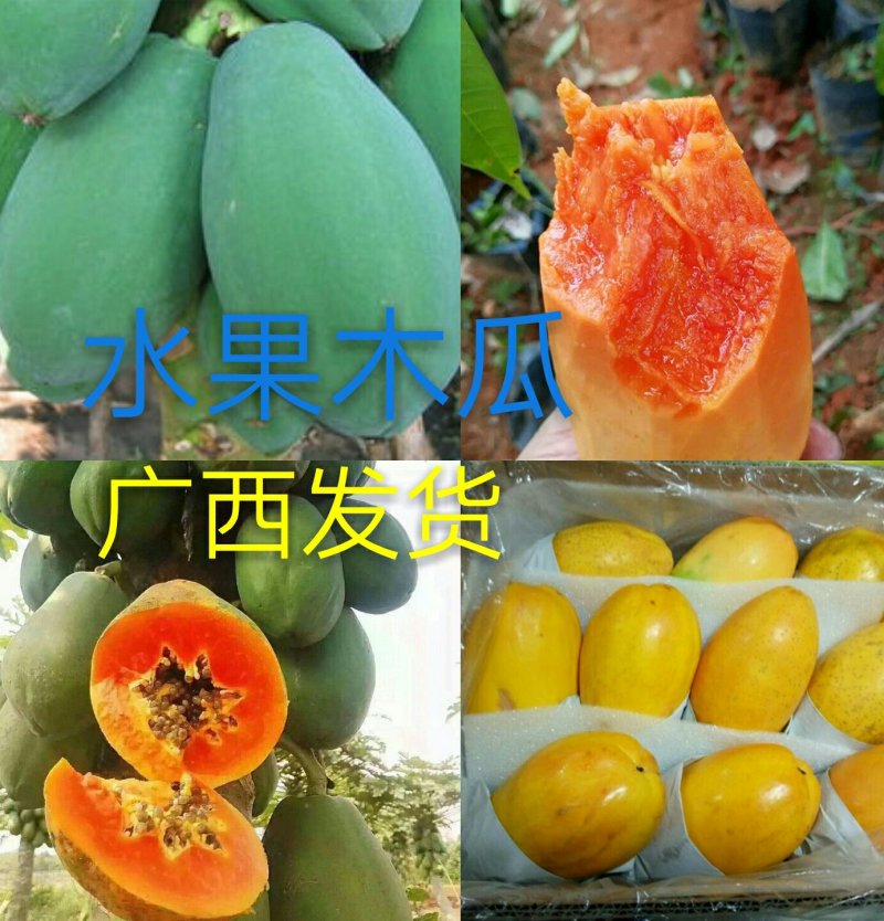 红肉水果木瓜树苗30~50cm