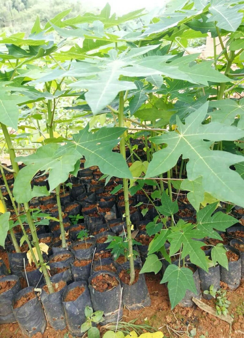 红肉水果木瓜树苗30~50cm