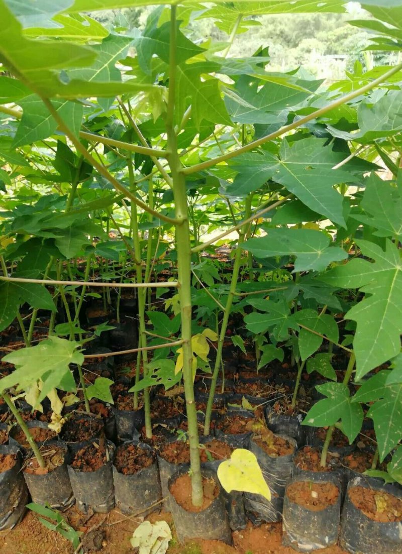 红肉水果木瓜树苗30~50cm