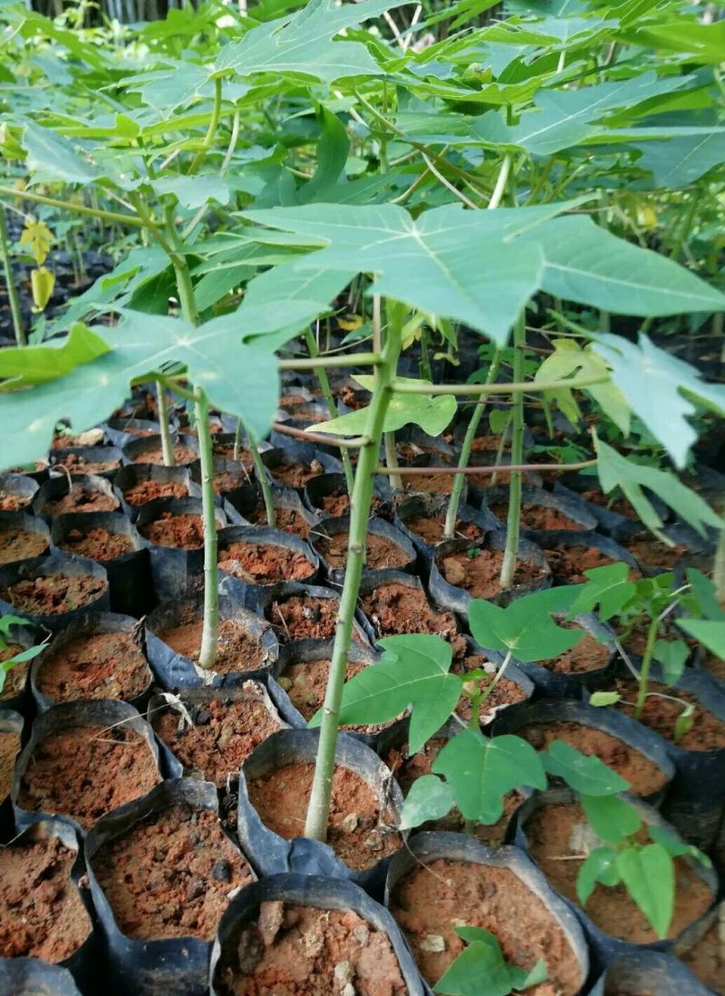 红肉水果木瓜树苗30~50cm