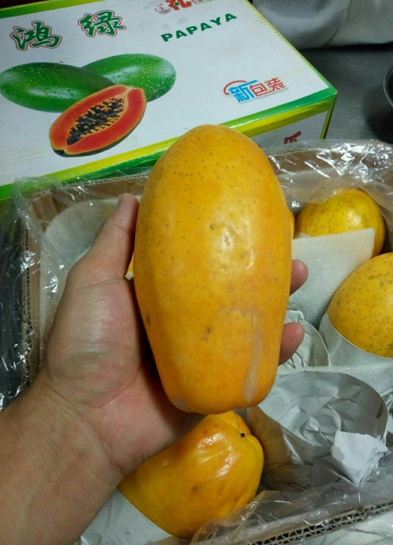 红肉水果木瓜树苗30~50cm