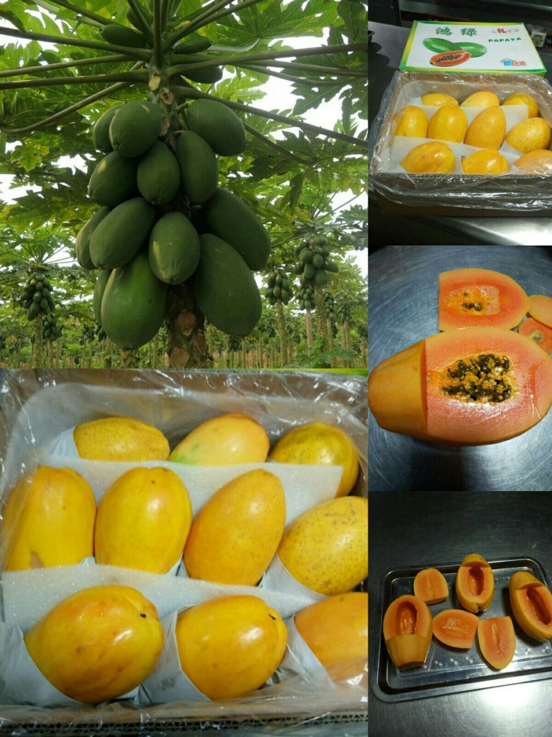 红肉水果木瓜树苗30~50cm