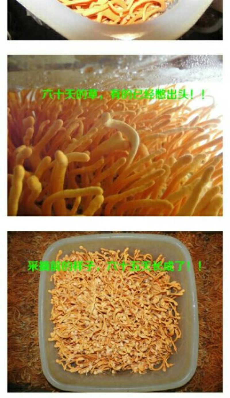 【金虫草一斤装】【李大人村】产地批发东北土特产，虫草花